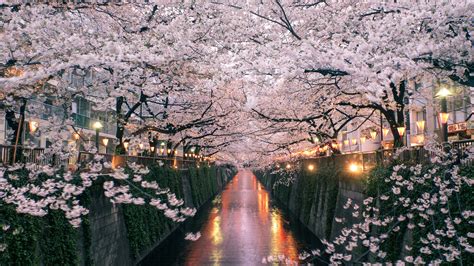 'blossom' Search .